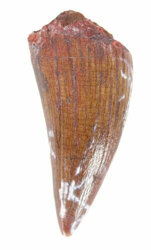 Phytosaur Anterior Tooth - Arizona #62394
